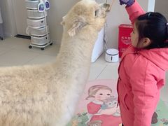 -怪兽屋·羊驼·猫咖·狗咖(俊华广场店)