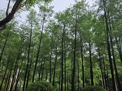 -晓港公园