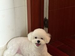 -艾贝尔宠物医院 ·内科全科(梁溪路店)
