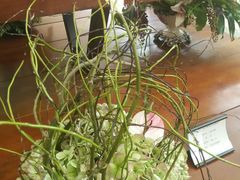 -荷兰花海