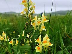 -白草畔自然风景区
