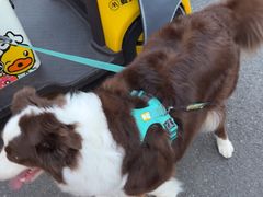 -艾贝尔宠物医院·狂犬免疫点(江山金象城店)