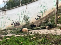 -中国大熊猫保护研究中心雅安碧峰峡基地