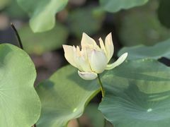 -木塔寺遗址生态公园