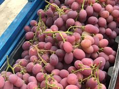 -金谷域澳洲庄园