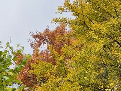 -香山公园