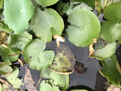 -漩门湾国家湿地公园