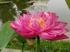 -莲花池公园