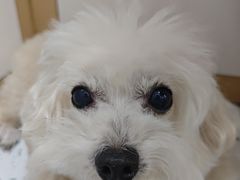-瑞派康怡24h宠物医院·犬猫医疗中心·微创绝育(瑞景分院)