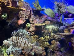 -上海海洋水族馆