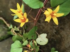 -小八仙·宴(三峡茶庄店)