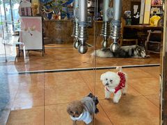 -more than meow吴止猫主题餐厅(承德 中船汇店)