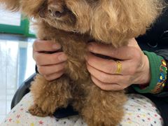 -芭比堂动物医院·犬猫全科·异宠专科(雁塔分院)