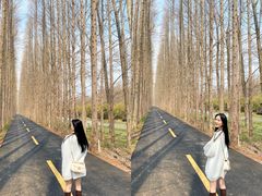 -黄海国家森林公园