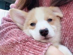 -柯斗斗主题餐厅·狗咖·围炉煮茶·茶饮(国瑞升平里店)