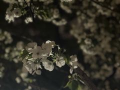 -西北湖绿化广场
