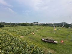 -苏州太湖西山岛开心农场