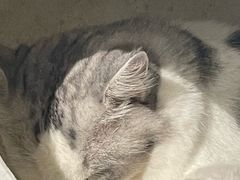 -怪兽屋·羊驼·猫咖·狗咖(俊华广场店)