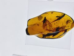 -河北博物院