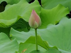-高子水居