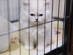 -喵zoo家庭繁育猫舍(尖东智能花园店)