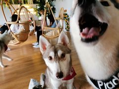 -Husky Go! 哈士奇体验馆·宠物咖啡厅狗咖
