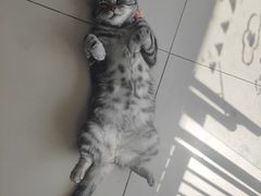 -平行世界·猫咖(首经贸店)