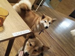 -柴务处·柴犬主题狗咖