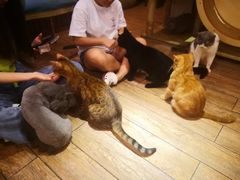 -more than meow吴止猫主题餐厅(承德 中船汇店)