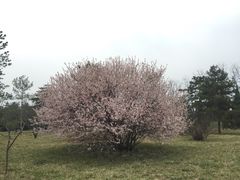 -秦始皇帝陵博物院-丽山园
