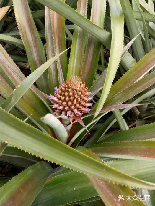 原来菠萝花长这样
