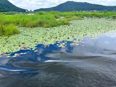 -腾冲北海湿地