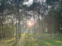 -东莞植物园