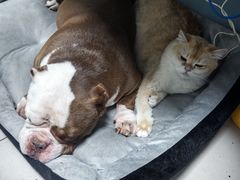 -关爱动物医院·心脏·中兽医·异宠(金牛路分院)