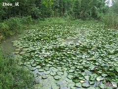 -溱湖国家湿地公园