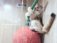 -屋虎猫馆(宝安大仟里店)