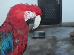 -青藏高原野生动物园