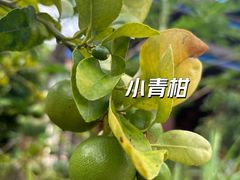 -曼丢傣家古寨