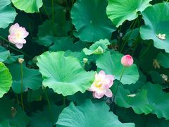 -荷塘月色湿地公园·向阳花洲
