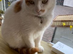 -平行世界·猫咖(首经贸店)
