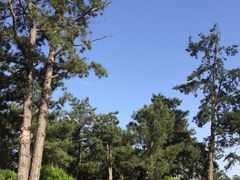 iphone_upload_pic-中国唐苑