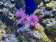 -新加坡海洋生态馆