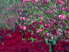 -广州市石门国家森林公园