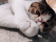 -瞄一喵猫咖(格力海岸店)