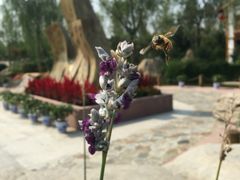 -武清南湖绿博园