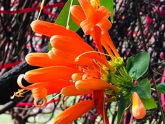 -桃花涧
