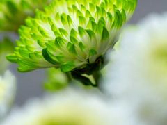 -南京市民俗博物馆(甘熙故居)