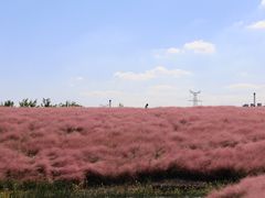 -上海滨江森林公园