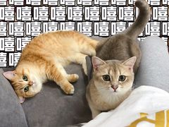 -东方名猫馆·英短金渐层布偶猫舍(环线广场1号楼店)