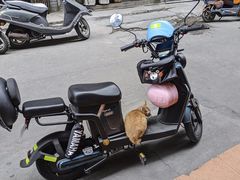 -共和老洪豆花草粿水粿